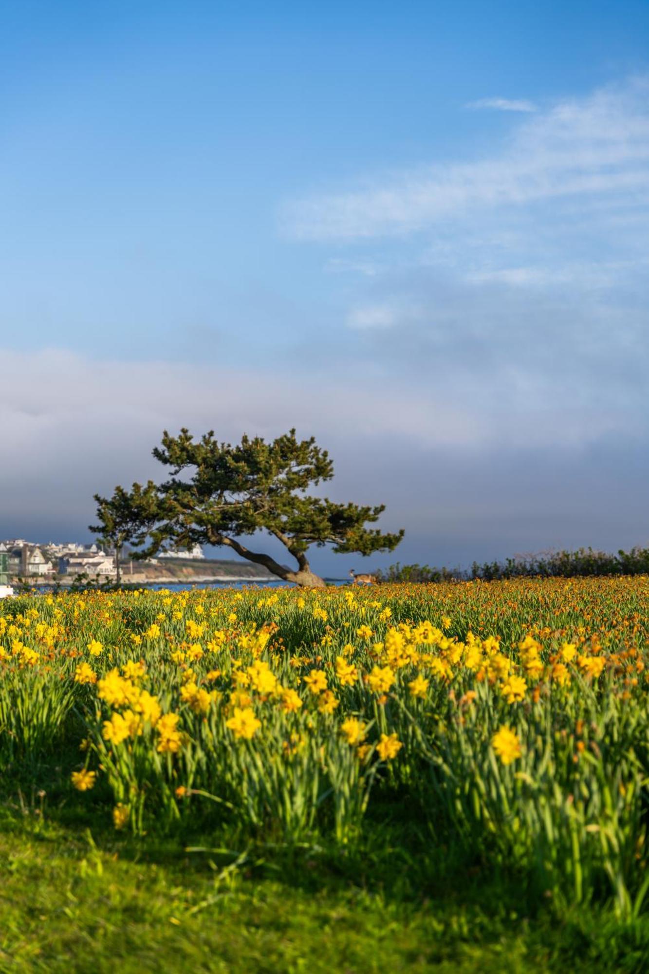 Newport Beach Hotel & Suites Мидлтаун Экстерьер фото